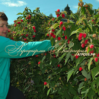 Малина ТАРУСА <br>("малиновое дерево", Россия, Москва)<br> (КРУПНОМЕР! ОГРОМНЫЙ КУСТ, УРОЖАЙ В ГОД ПОСАДКИ) Малина ТАРУСА <br>("малиновое дерево", Россия, Москва)<br> (КРУПНОМЕР! ОГРОМНЫЙ КУСТ, УРОЖАЙ В ГОД ПОСАДКИ)